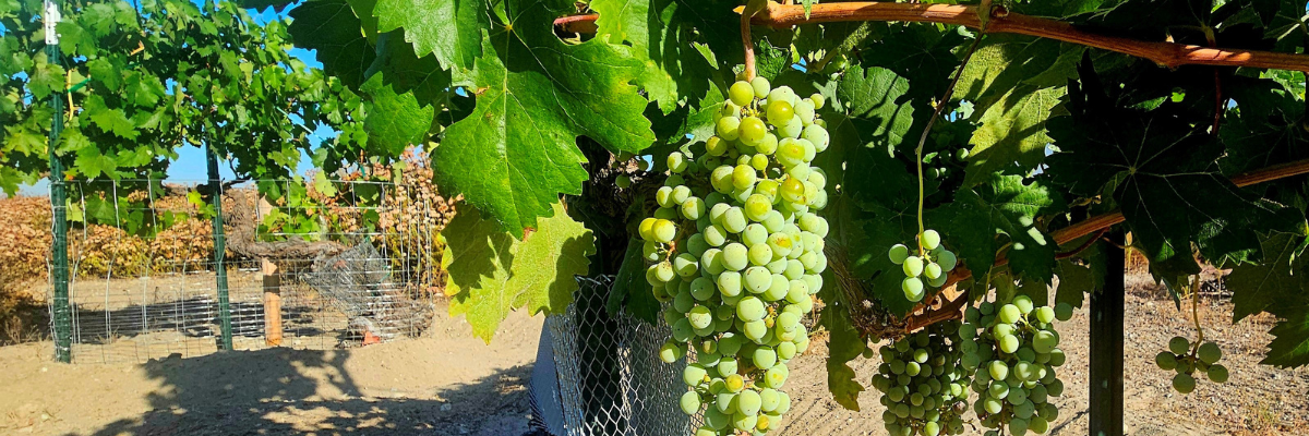 Central park vineyards with grapes