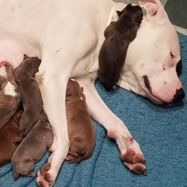 Mom with Pups