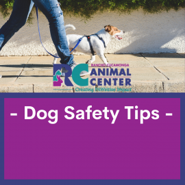 Dog Safety Tips graphic