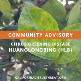 Citrus greening disease HLB image of yellowed citrus leaves